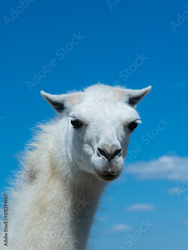white lama portrait on blue sky © fotomaster