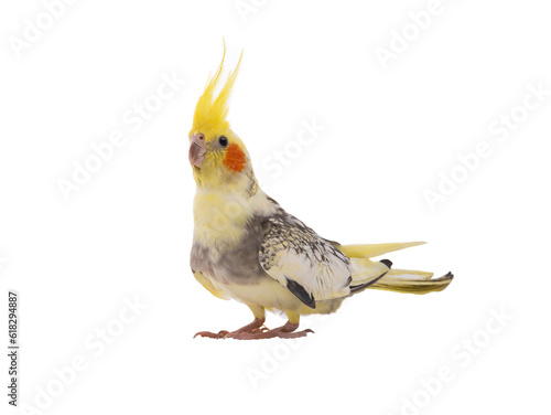 cockatiel  Nymphicus hollandicus  parrot isolated on white background