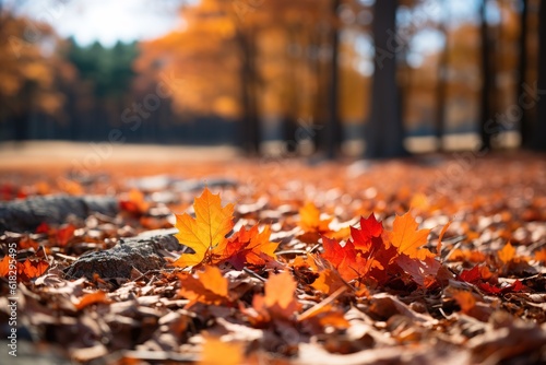 Autumn leaves laying out in the field of forest, selective focus