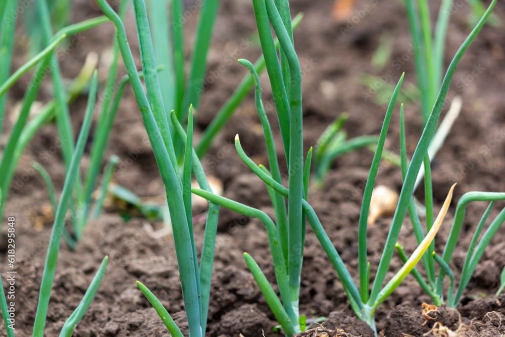 green onions growing in the garden. spring vegetables. green onions growing in the garden. spring vegetables.