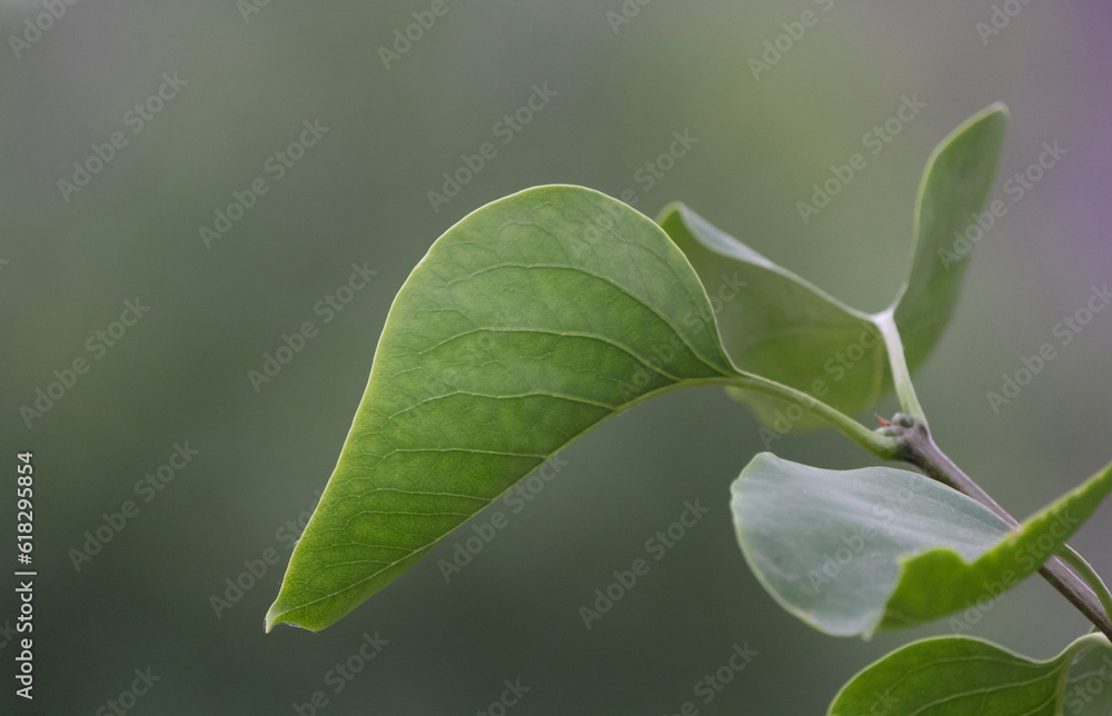 Close-up of nature green leaf on blurred background of greenery in the garden Close-up of nature green leaf on blurred background of greenery in the garden