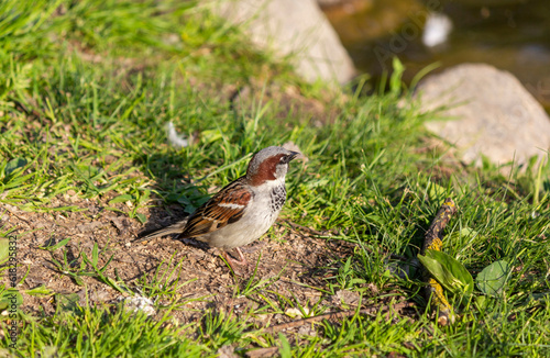 close-up of a house sparrow standing on the ground photo