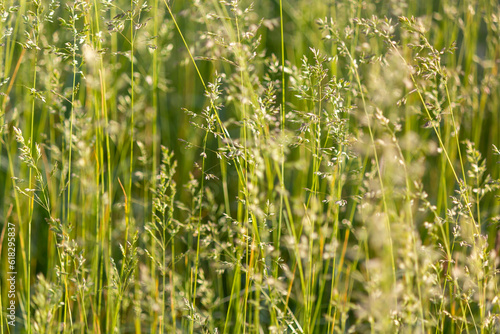 field of fresh fescue grass in daylight with selective, soft focus on the branches