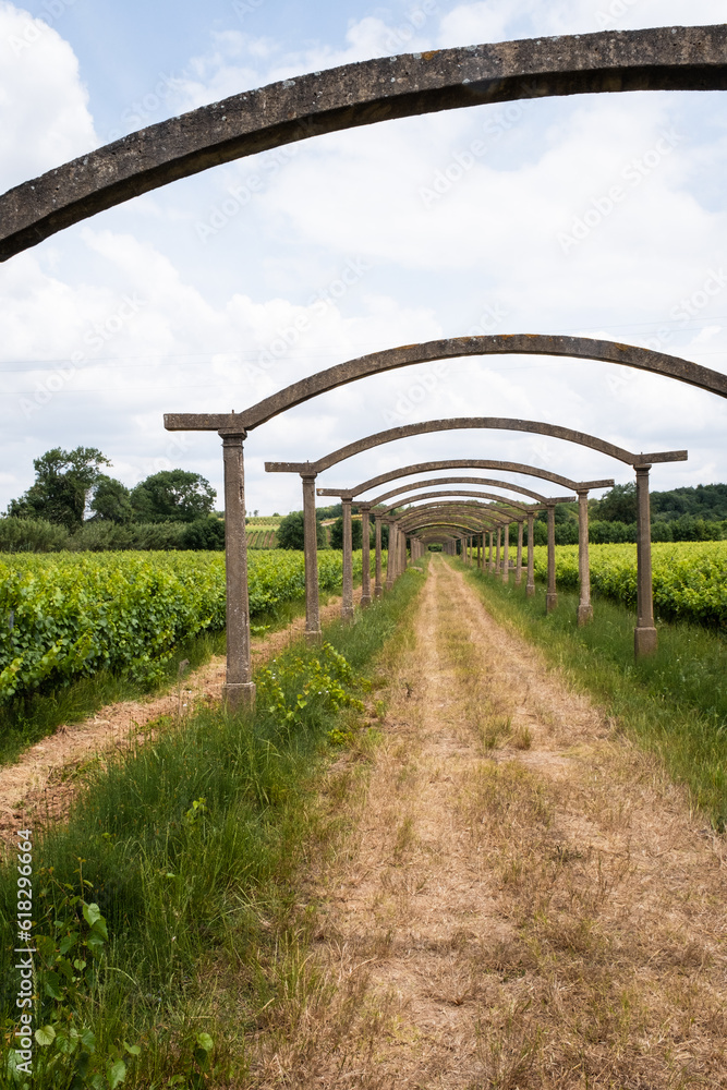 Wine grapes fields in Western Europe