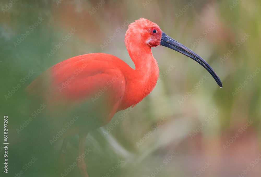 Naklejka premium scarlet ibis