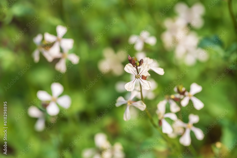 Fototapeta premium White arugula flower in the garden, shallow depth of field.