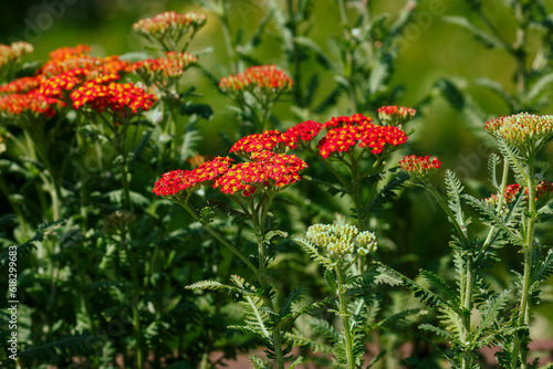 Red Common yarrow, or cut grass ( Latin Achillea millefolium ) is a perennial herbaceous plant