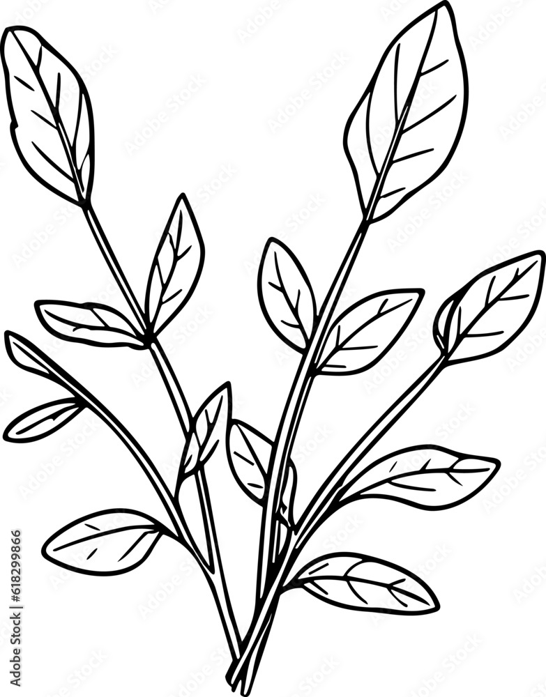 Meadow Herbs line art vector illustration set isolated on white. Flower black ink sketch. Modern minimalist hand drawn design. Meadow Herbs line art vector illustration set isolated on white. Flower black ink sketch. Modern minimalist hand drawn design.