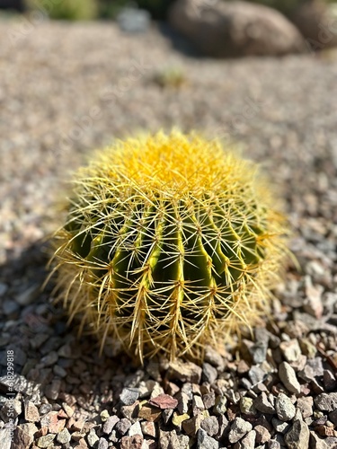 barrel cactus 