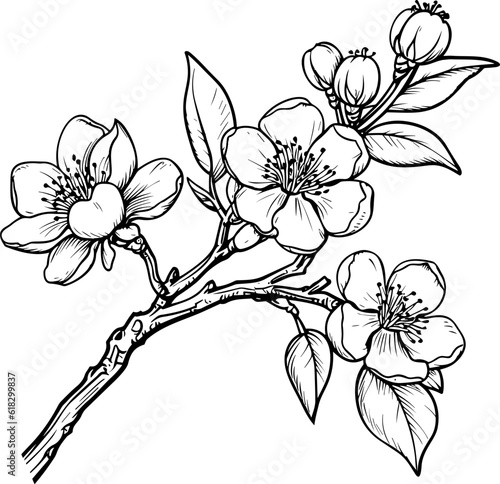 Cherry flower blossom, botanical art. Spring almond, sakura, apple tree branch, hand draw doodle vector illustration. Cute black ink art, isolated on white background. Realistic floral bloom sketch.