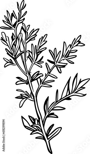 Meadow Herbs line art vector illustration set isolated on white. Flower black ink sketch. Modern minimalist hand drawn design.