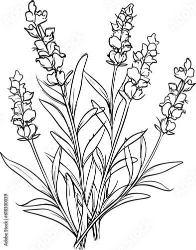 Lavender line art vector illustration set isolated on white. Flower black ink sketch. Modern minimalist hand drawn design.