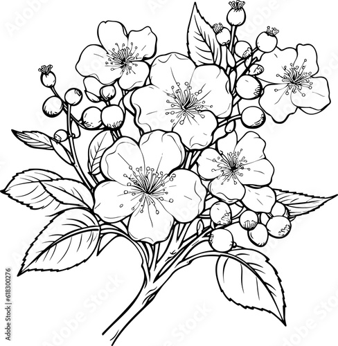 Cherry flower blossom  botanical art. Spring almond  sakura  apple tree branch  hand draw doodle vector illustration. Cute black ink art  isolated on white background. Realistic floral bloom sketch.