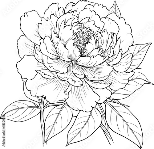 Peonies line art vector illustration set isolated on white. Flower black ink sketch. Modern minimalist hand drawn design.