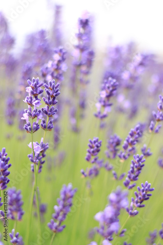 Lavender flowers with selective focus. Beautiful blooming lavender field on a summer day  close-up. Aromatherapy. The concept of natural cosmetics and medicine