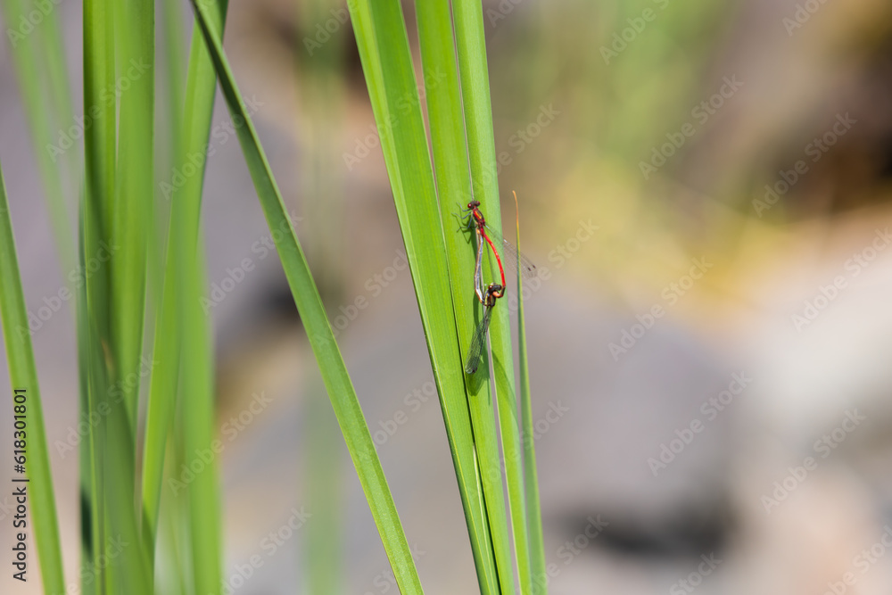 Dragonfly - Odonata with outstretched wings on a blade of grass. In the background is a beautiful bokeh created by an lens Dragonfly - Odonata with outstretched wings on a blade of grass. In the background is a beautiful bokeh created by an lens