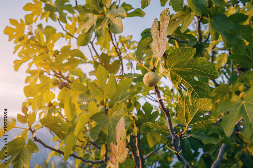 Fig fruit on a tree in the rays of setting sun