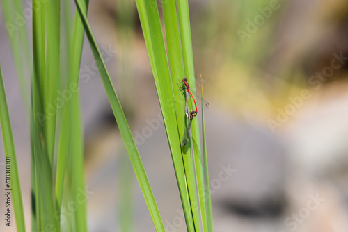 Dragonfly - Odonata with outstretched wings on a blade of grass. In the background is a beautiful bokeh created by an lens
