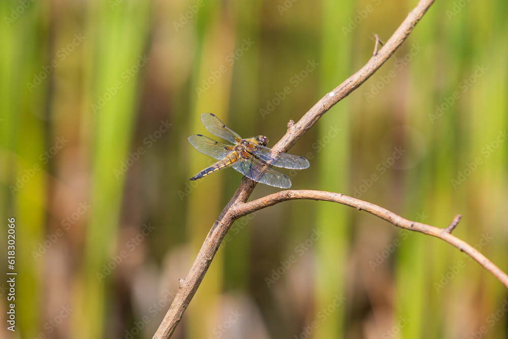 Dragonfly - Odonata with outstretched wings on a blade of grass. In the background is a beautiful bokeh created by an lens Dragonfly - Odonata with outstretched wings on a blade of grass. In the background is a beautiful bokeh created by an lens