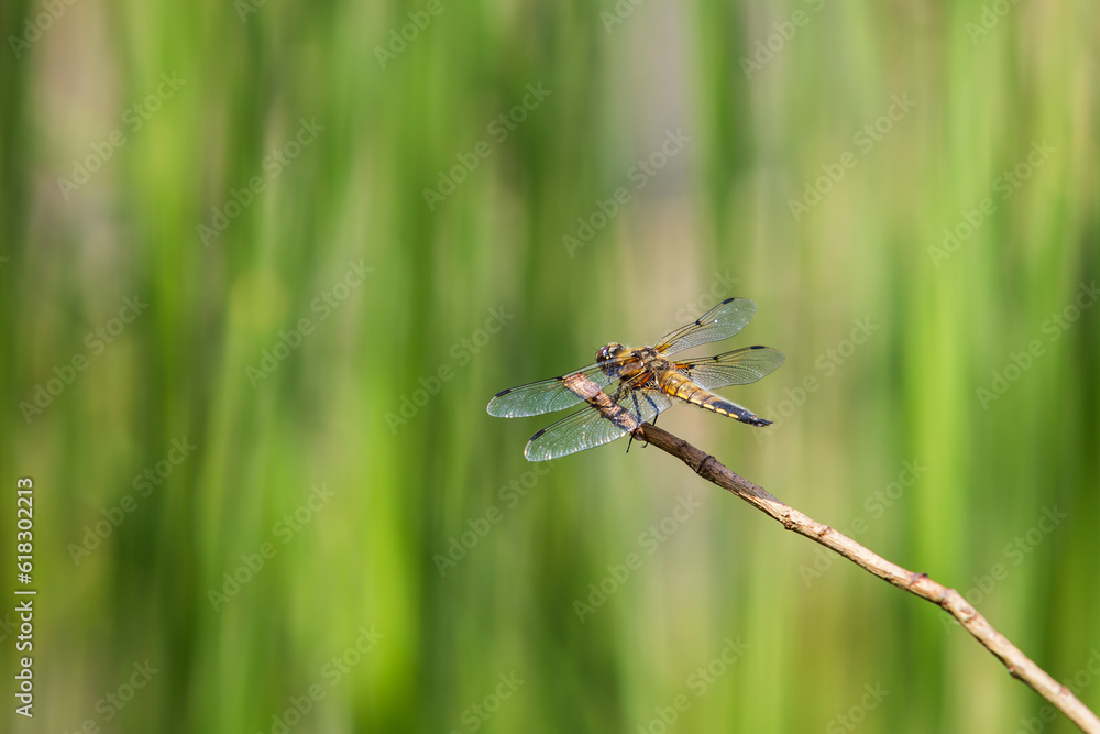 Dragonfly - Odonata with outstretched wings on a blade of grass. In the background is a beautiful bokeh created by an  lens
