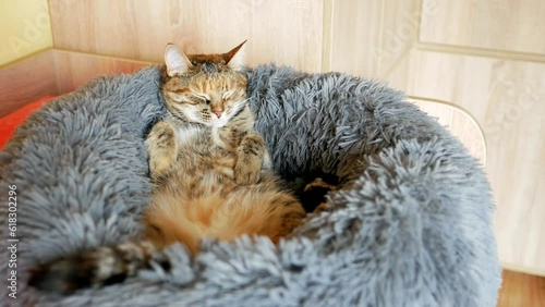 A tabby cat with a reddish color lies in a large soft plush pet bed on its back dozing and waving its tail. Seamless video loop photo