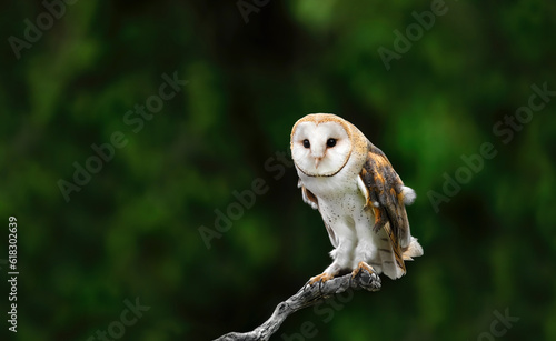 A Barn Owl ( Tytonidae )