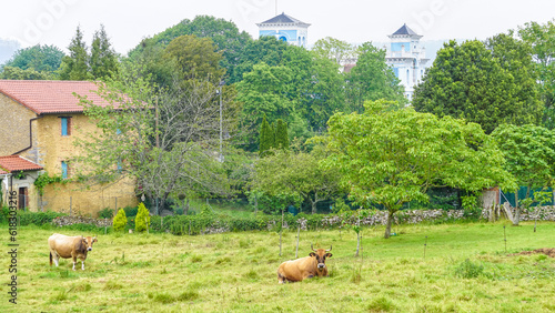 Panoramic view of a meadow in the town of Colombres with grazing cows photo