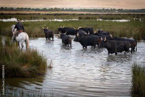 Cowboy carrying a long cattle prod near a herd of bulls  Camargue  France
