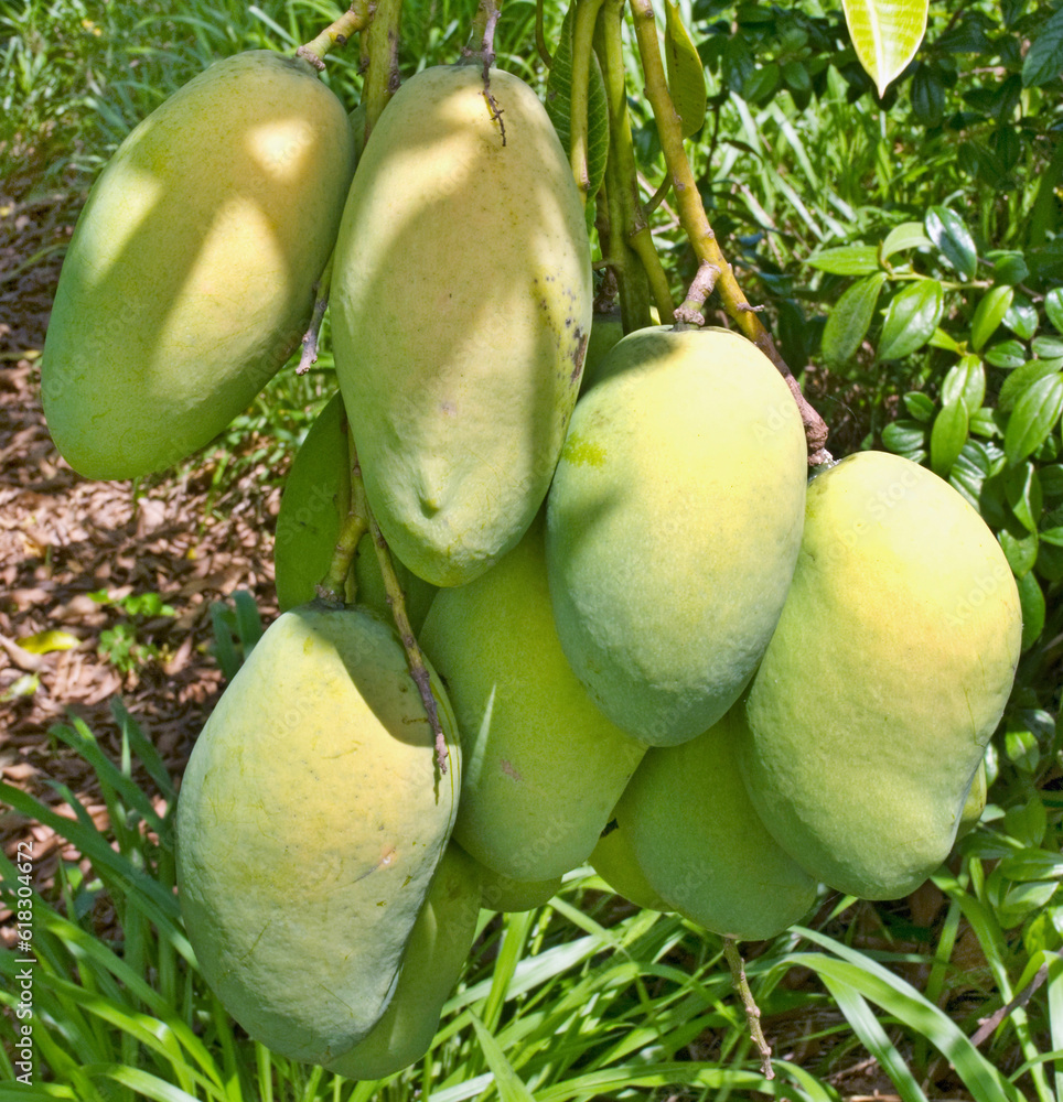 The mango or Mango fruit, Mangifera indica, is a fleshy stone fruit belonging to the genus