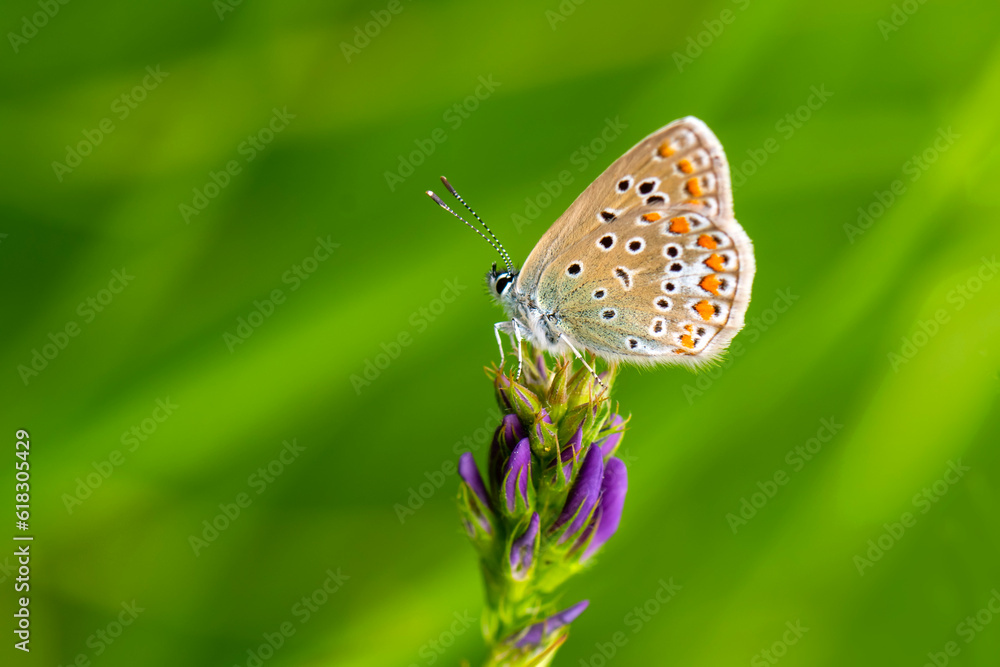 Obraz premium Macro shots, Beautiful nature scene. Closeup beautiful butterfly sitting on the flower in a summer garden.