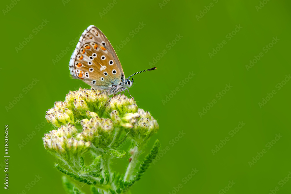 Macro shots, Beautiful nature scene. Closeup beautiful butterfly sitting on the flower in a summer garden. Macro shots, Beautiful nature scene. Closeup beautiful butterfly sitting on the flower in a summer garden.