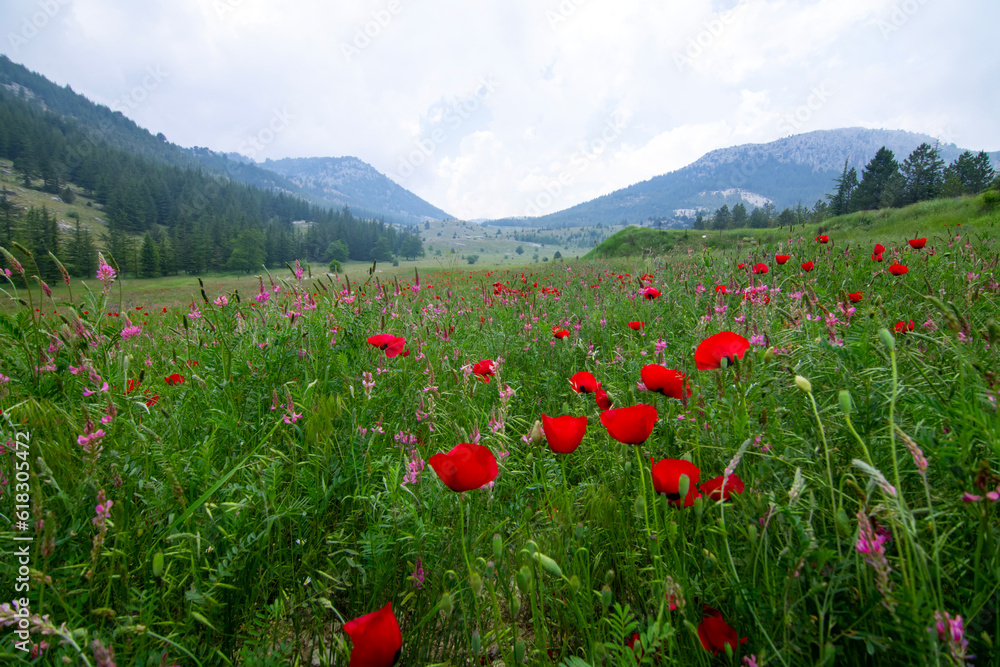 A beautiful field of vibrant red poppy flowers