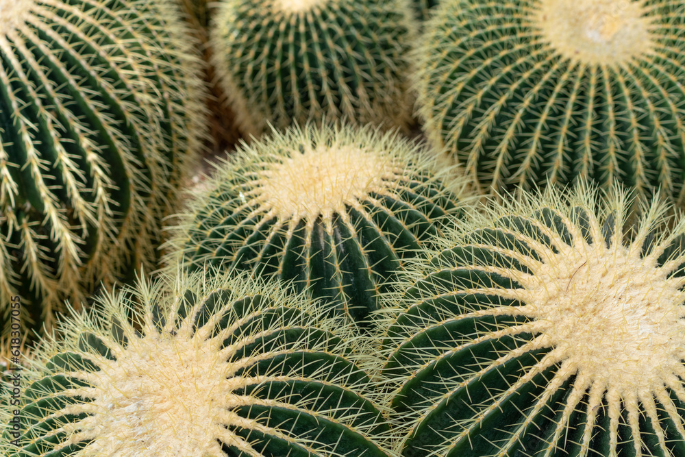 thorn cactus texture background, close up. Golden barrel cactus, golden ball or mother-in-law's cushion Echinocactus grusonii is a species of barrel cactus which is endemic to east-central Mexico