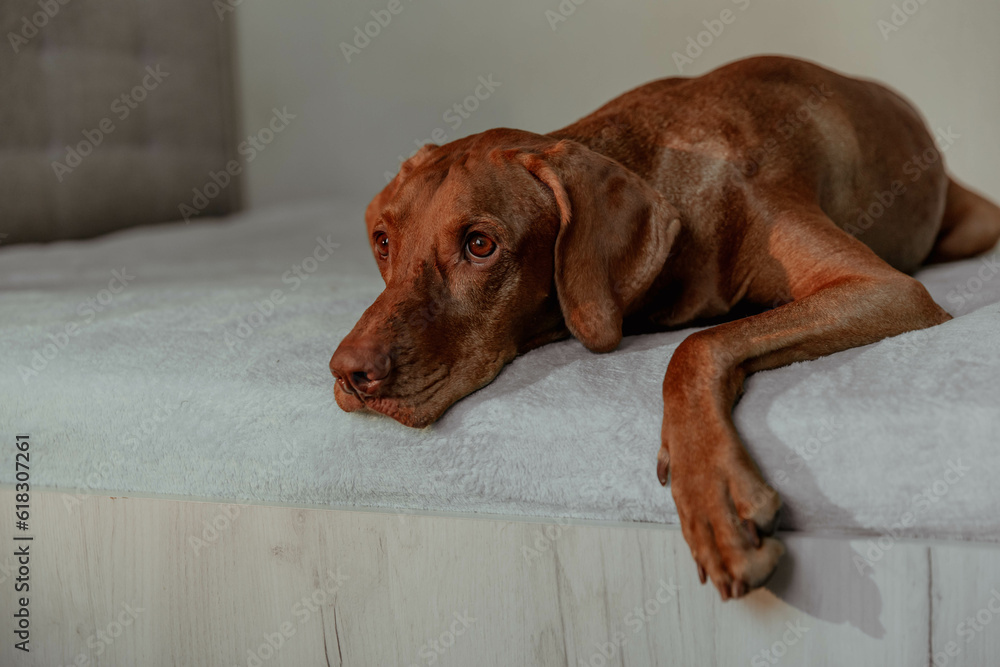 Red dog Vizsla lying on bed in house Red dog Vizsla lying on bed in house