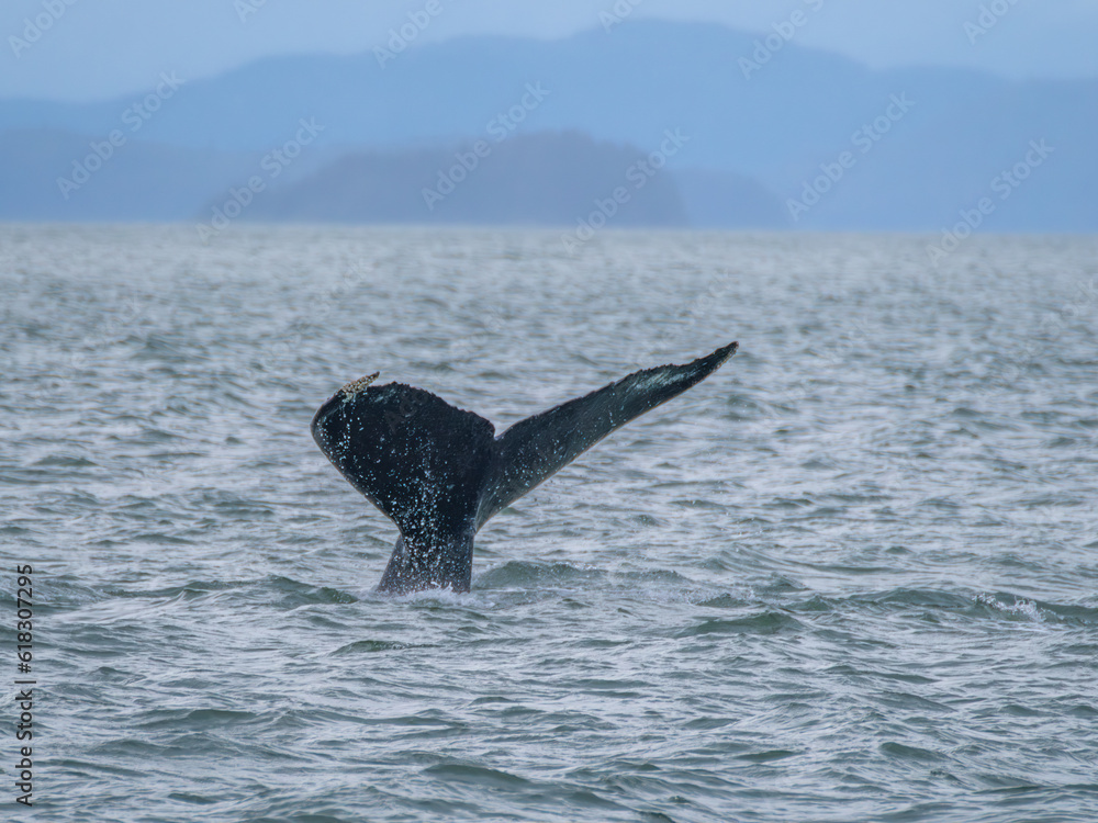 Fototapeta premium Humpack whale fluke, Auke Bay, Juneau, Southeastern Alaska, USA