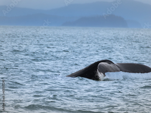 Humpack whale fluke, Auke Bay, Juneau, Southeastern Alaska, USA © Luis