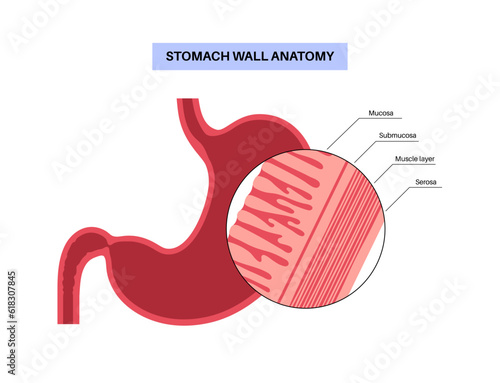 Mucous membrane structure