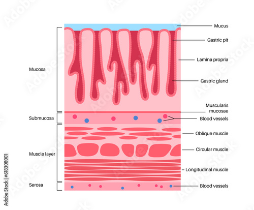 Mucous membrane structure photo