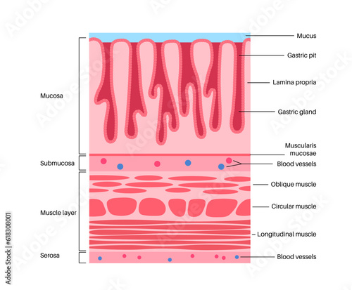 Mucous membrane structure