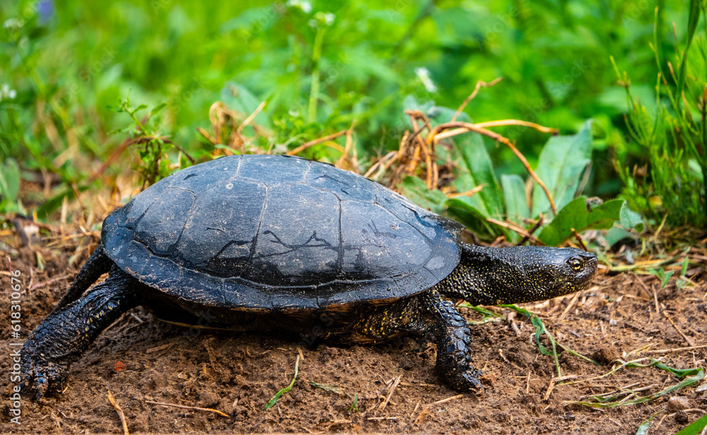Swamp turtle. Emys orbicularis.
Swamp turtle - are predators. They prefer food of animal origin: insects, crustaceans, molluscs, tadpoles, frogs, fish. They can eat the corpses of waterfowl. Swamp turtle. Emys orbicularis.
Swamp turtle - are predators. They prefer food of animal origin: insects, crustaceans, molluscs, tadpoles, frogs, fish. They can eat the corpses of waterfowl.