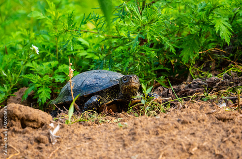 Swamp turtle. Emys orbicularis.
Swamp turtle - are predators. They prefer food of animal origin: insects, crustaceans, molluscs, tadpoles, frogs, fish. They can eat the corpses of waterfowl.  photo