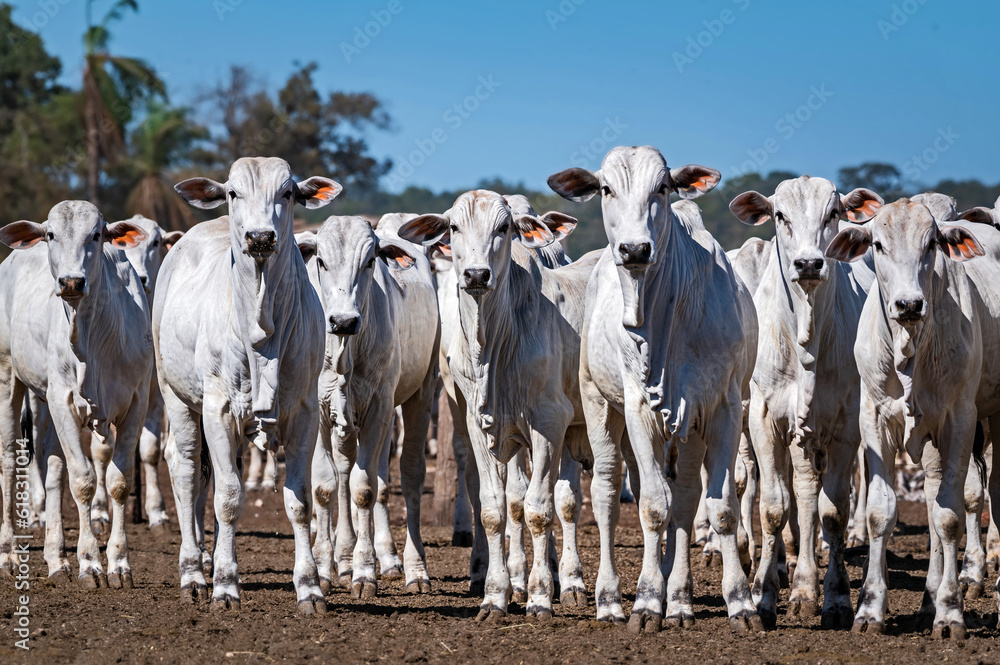 Manejo, gado de corte Nelore, engorda e genética da agropecuária