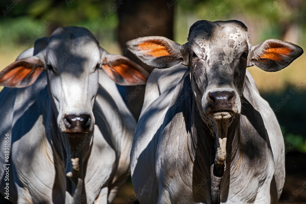 Manejo, gado de corte Nelore, engorda e genética da agropecuária