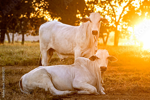 Manejo, gado de corte Nelore, engorda e genética da agropecuária brasileira / Management, Nelore beef cattle, fattening and genetics of Brazilian livestock