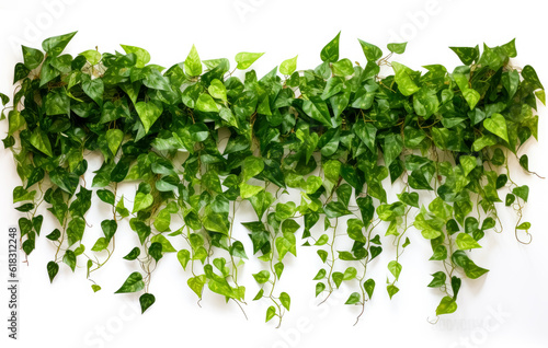 Ivy plants indoor wall mounted, , suspended/hanging, isolated on white background.
