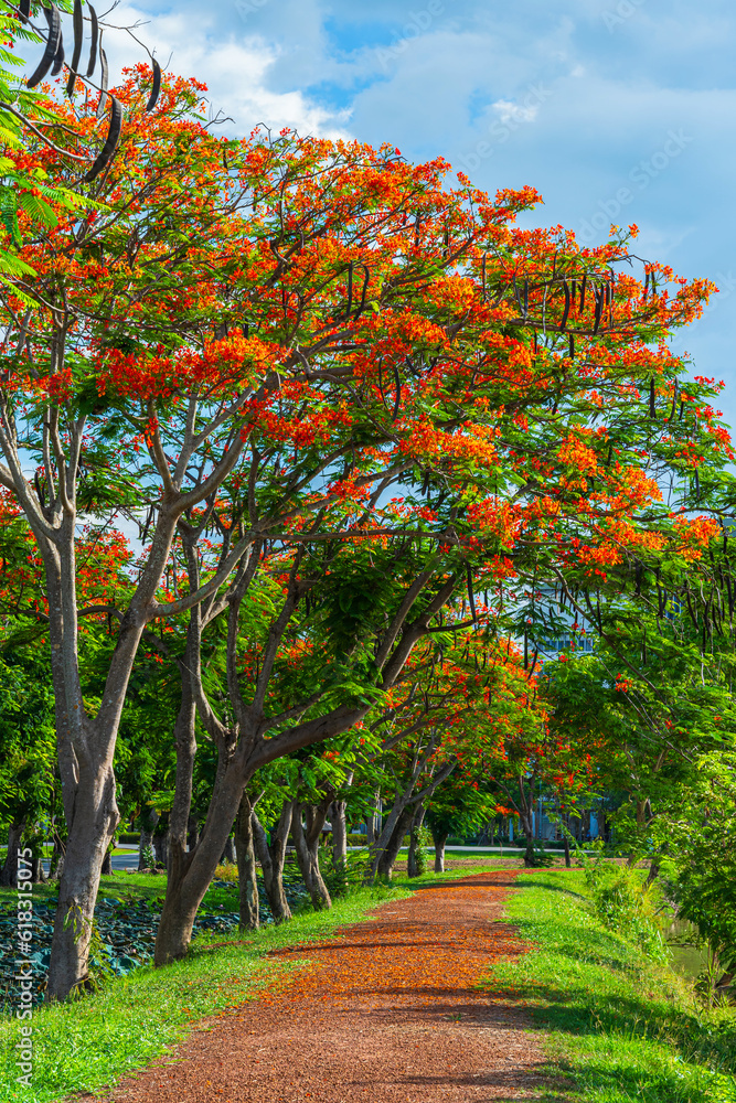 Naklejka premium road landscape view and tropical red flowers Royal Poinciana or The Flame Tree (Delonix regia) of the reservoir with cloudy blue sky the forest summer naturel background.