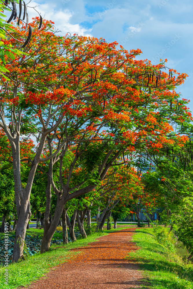 road landscape view and tropical red flowers Royal Poinciana or The Flame Tree (Delonix regia) of the reservoir with cloudy blue sky the forest summer naturel background.