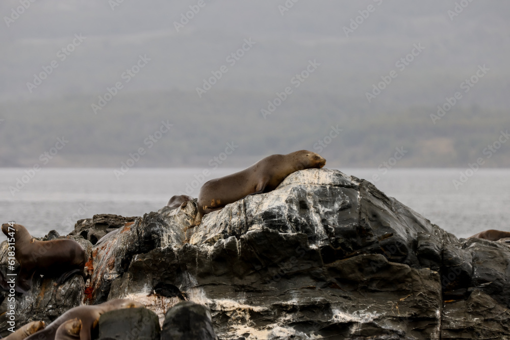Fototapeta premium A colony of sea lions on the rocky shores of islands in the Beagle Channel in Tierra Del Fuego, southern Argentina