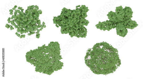 Set of green trees on top view isolated on transparent background  2d plants  3d render illustration.