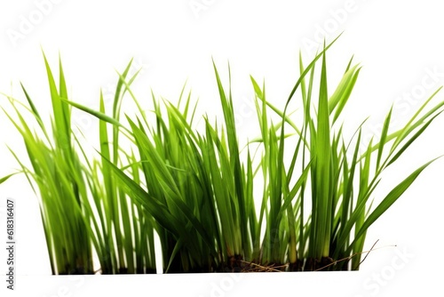 stock photo of Green reeds white isolated background Generative AI